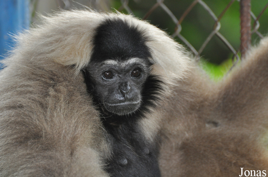 Hylobates pileatus