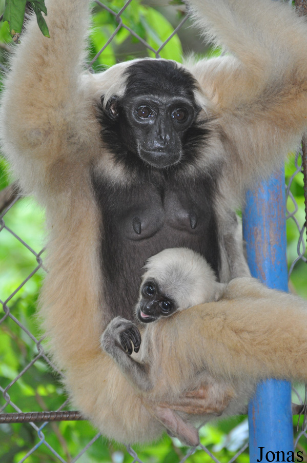 Hylobates pileatus