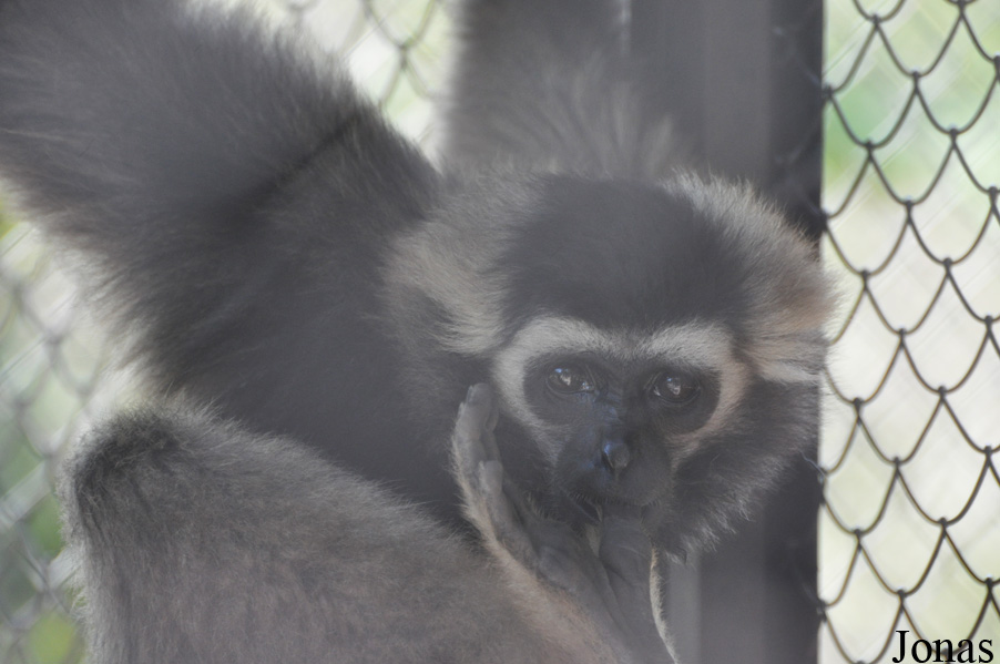 Hylobates pileatus