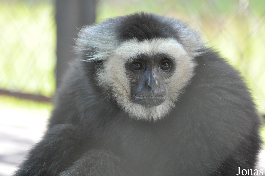 Hylobates pileatus