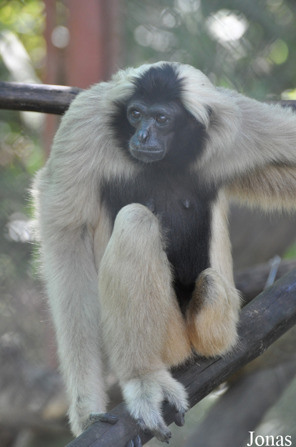 Hylobates pileatus