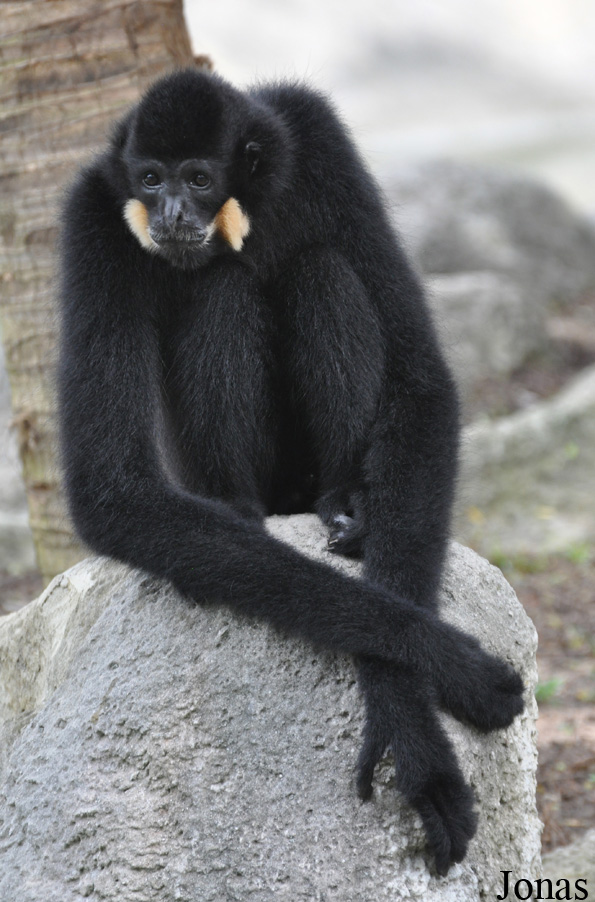 Nomascus gabriellae