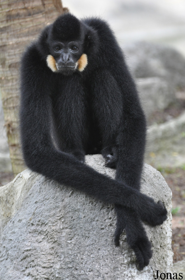 Nomascus gabriellae
