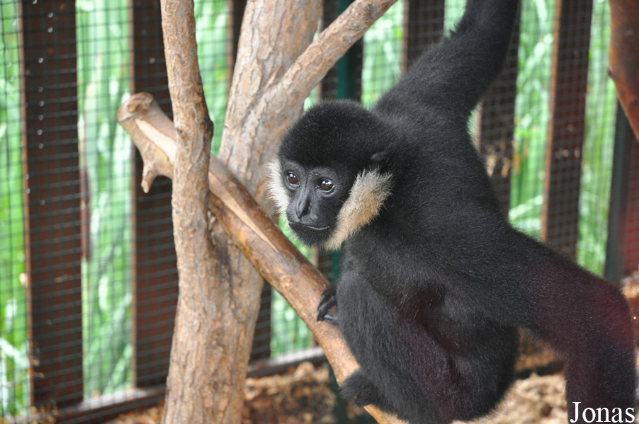 Nomascus leucogenys
