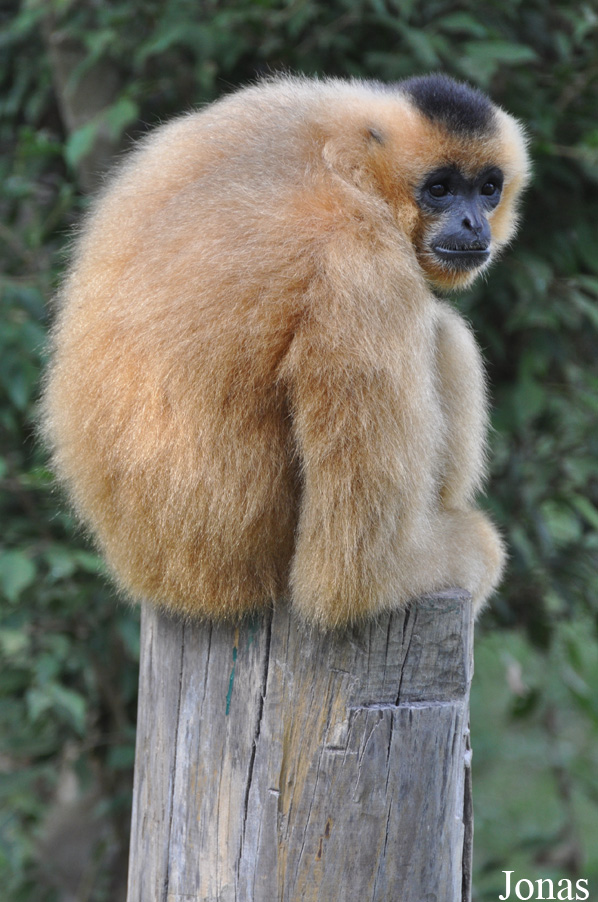 Nomascus siki