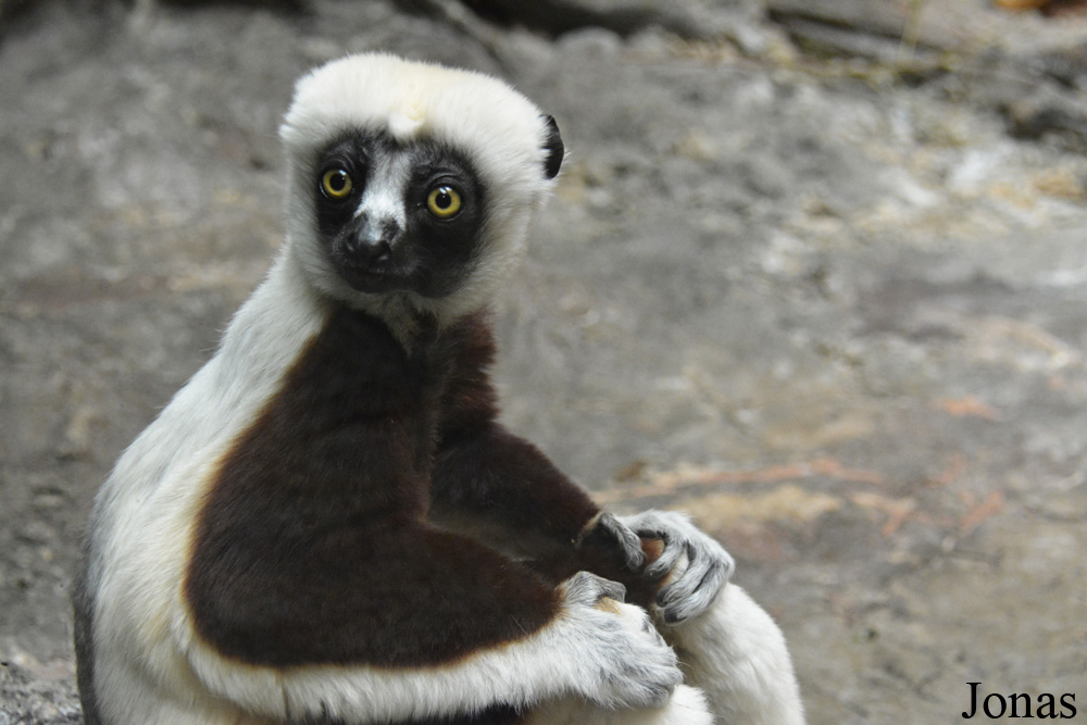 Propithecus coquereli