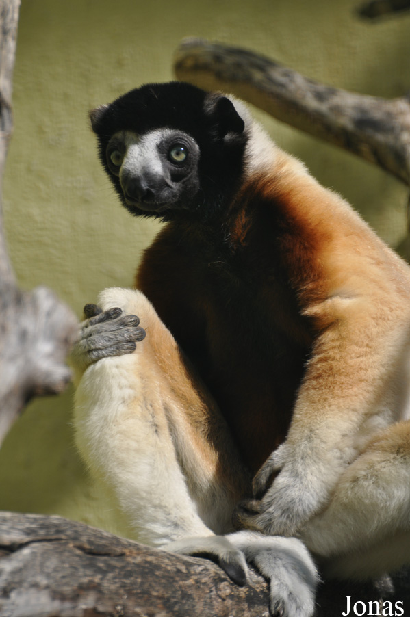 Propithecus coronatus