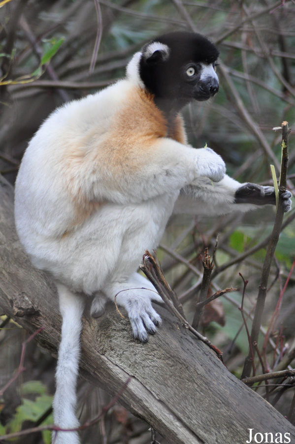 Propithecus coronatus