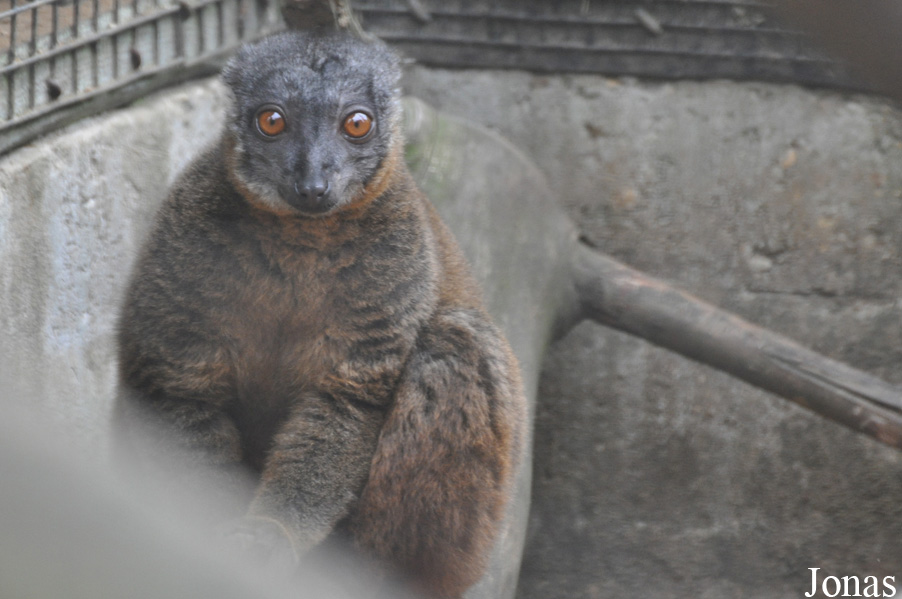 Eulemur cinereiceps