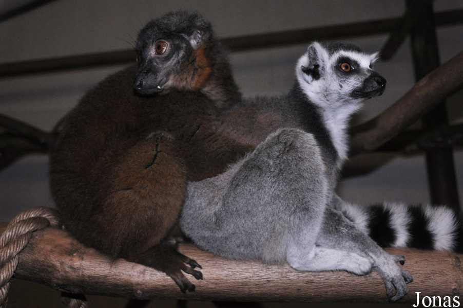 Eulemur collaris