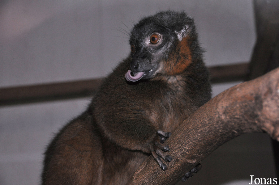 Eulemur collaris