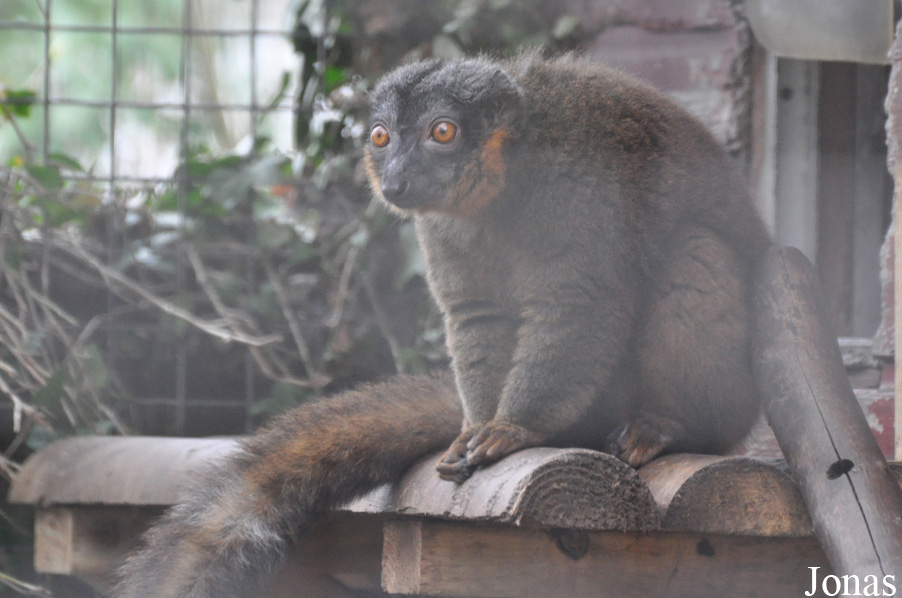 Eulemur collaris