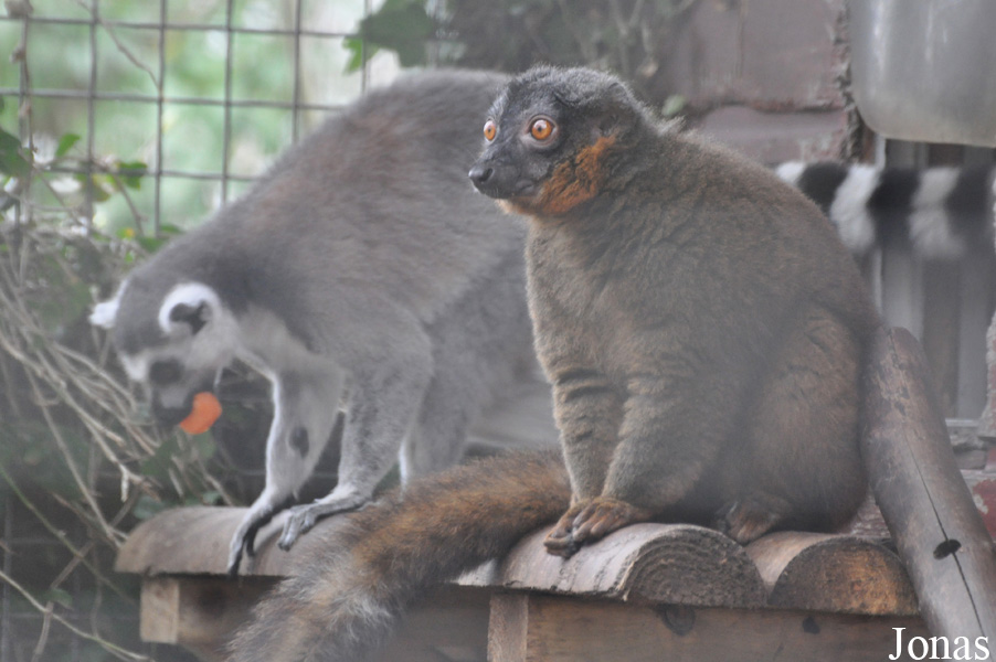 Eulemur collaris