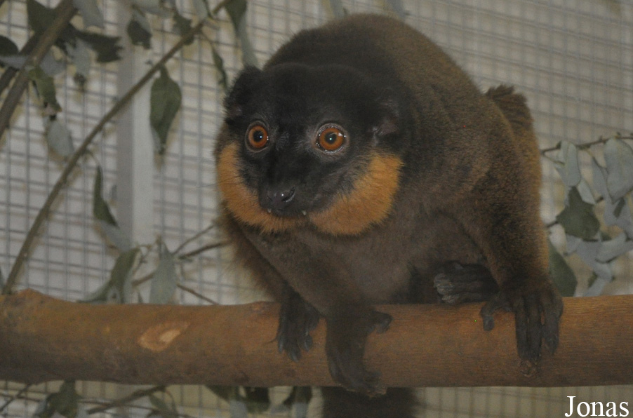 Eulemur collaris