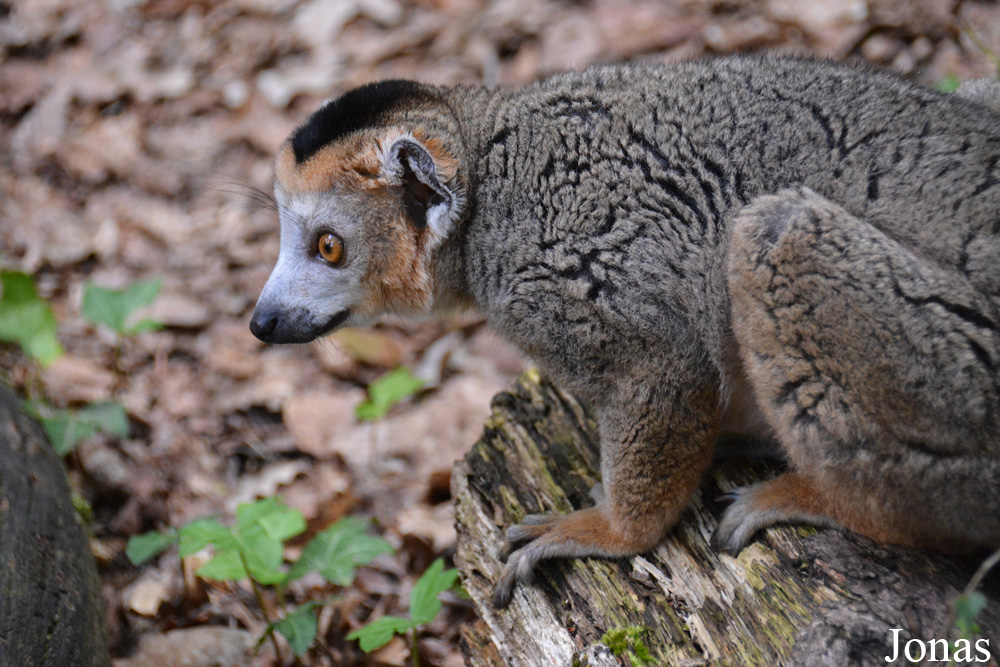 Eulemur coronatus