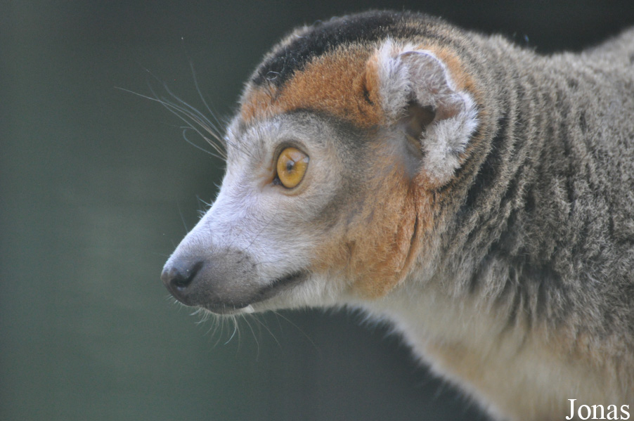 Eulemur coronatus