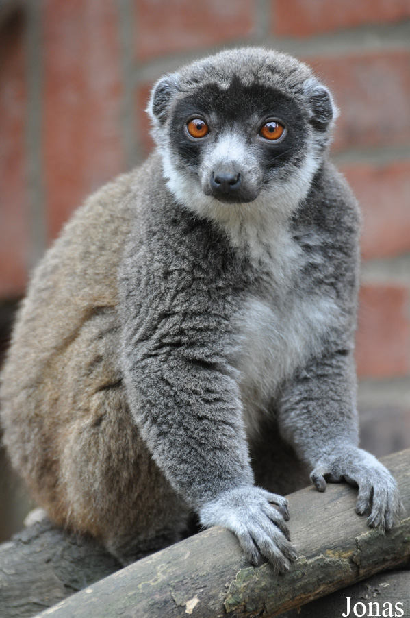 Eulemur mongoz