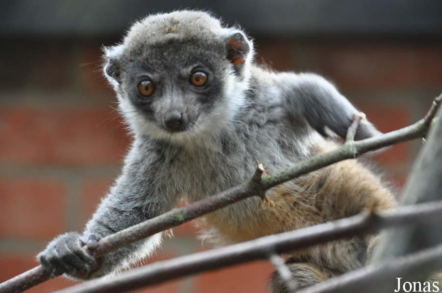 Eulemur mongoz