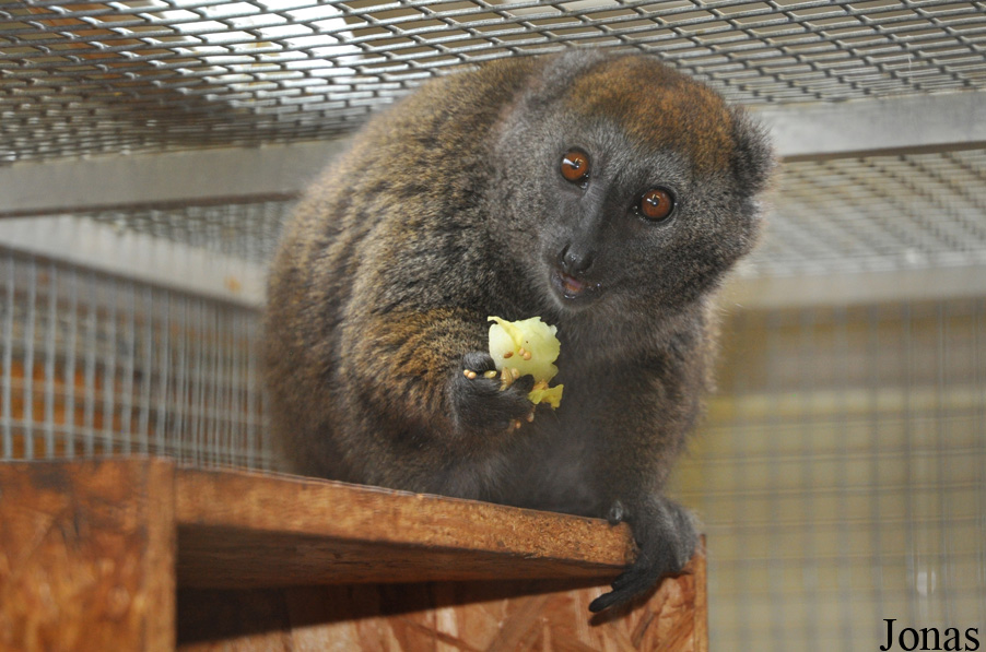 Hapalemur alaotrensis
