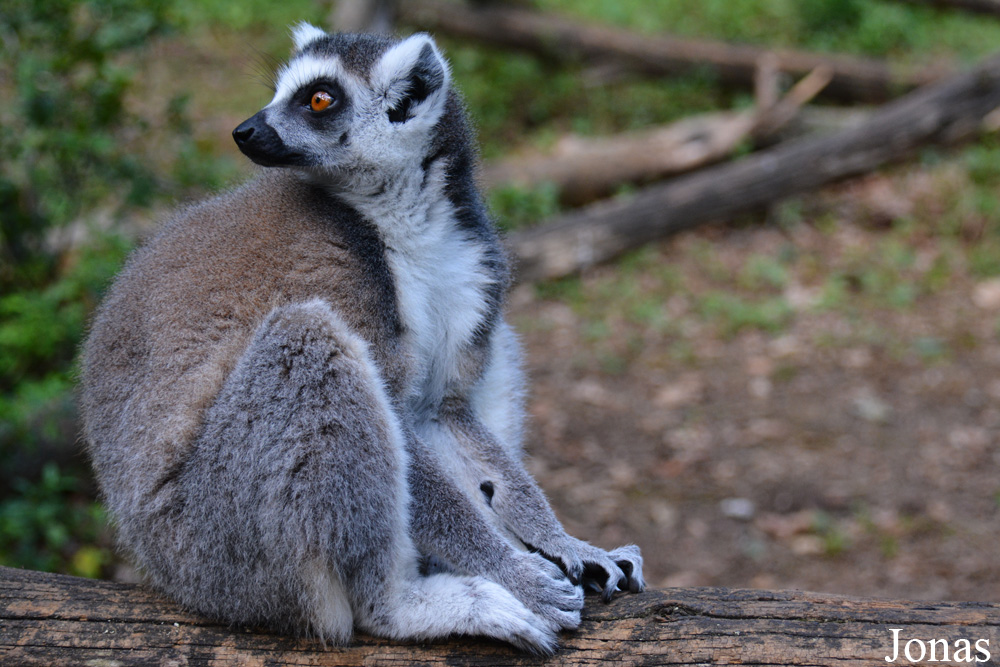 Lemur catta