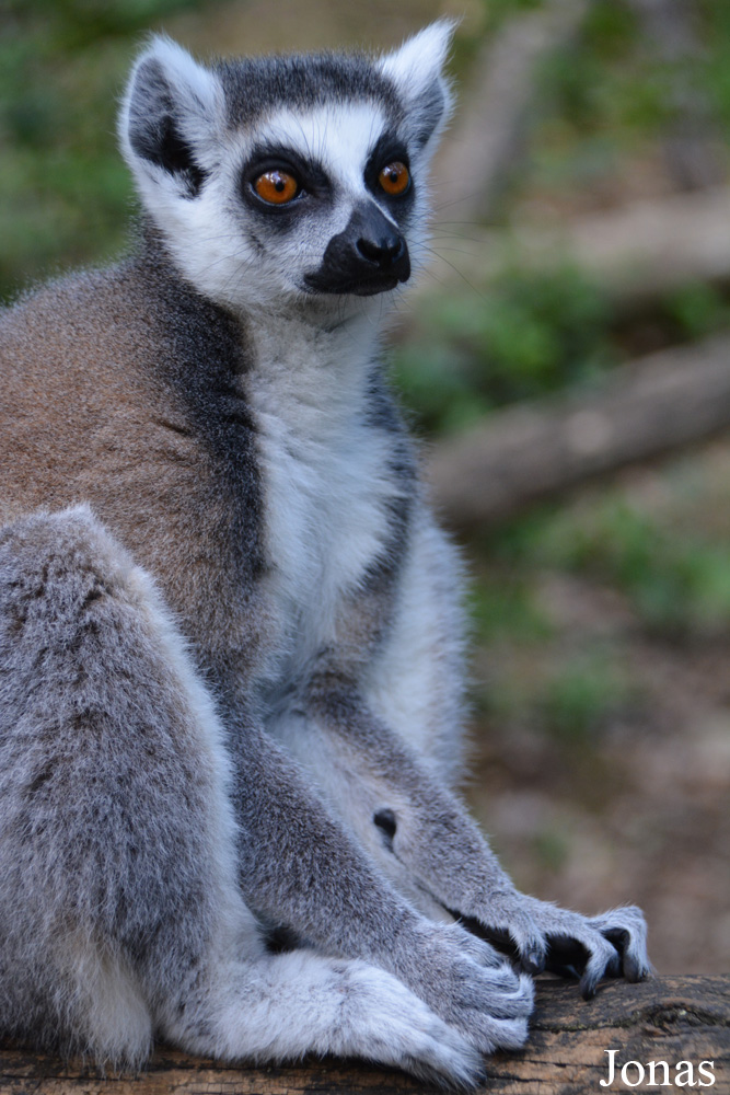 Lemur catta