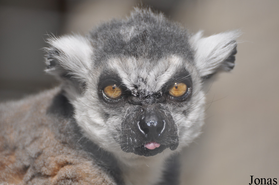 Lemur catta
