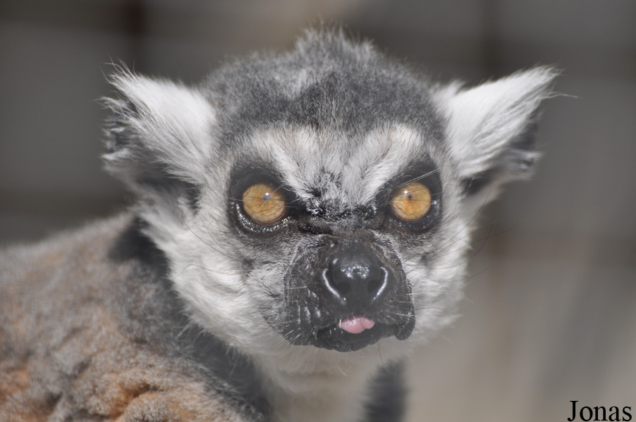 Lemur catta