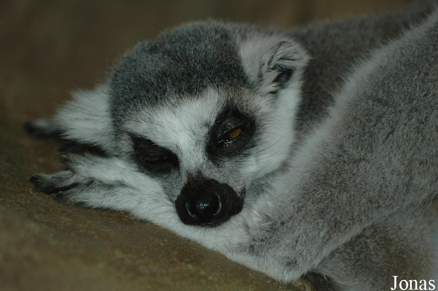 Lemur catta