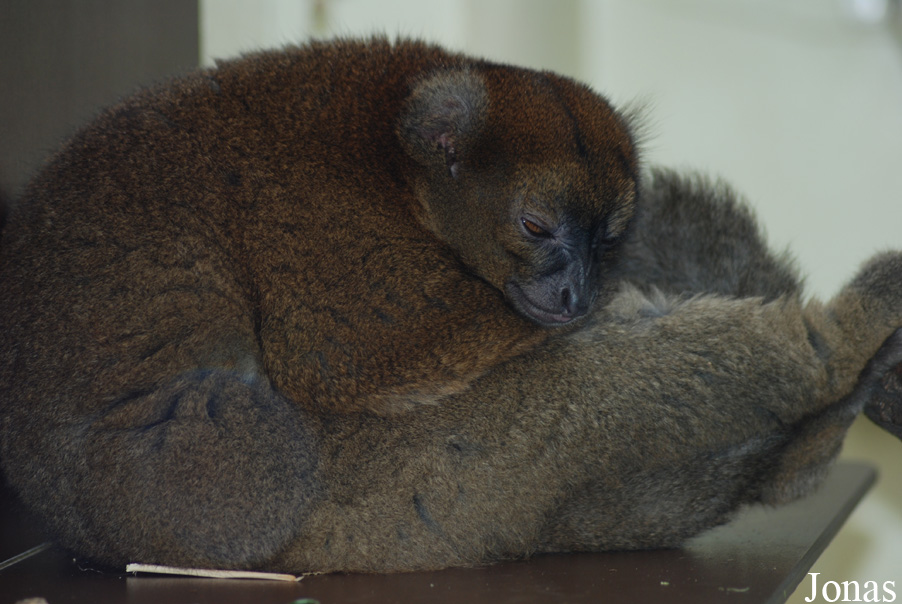 Prolemur simus