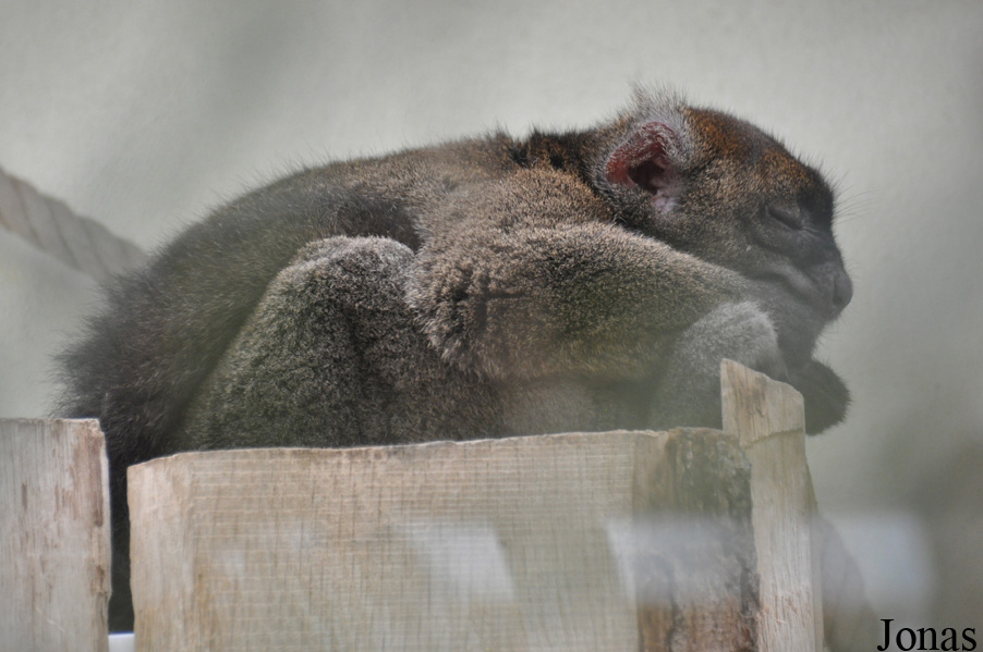 Prolemur simus