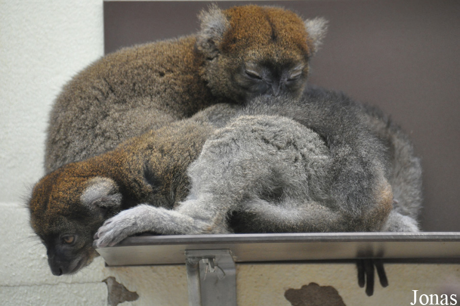 Prolemur simus