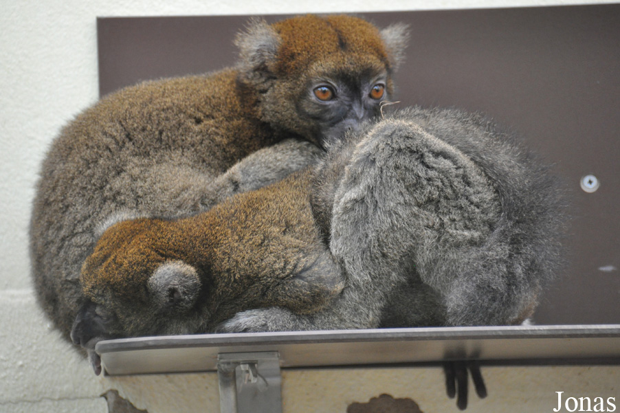 Prolemur simus