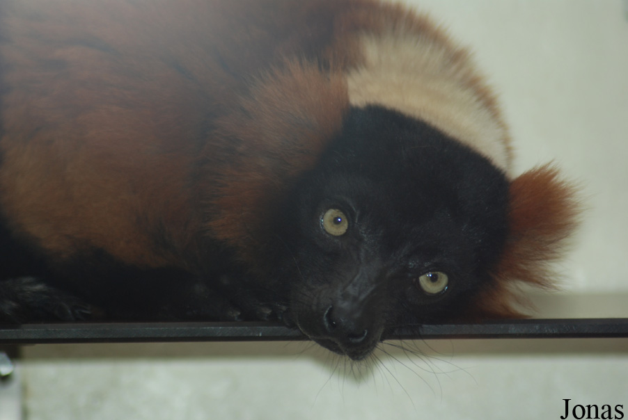 Varecia rubra