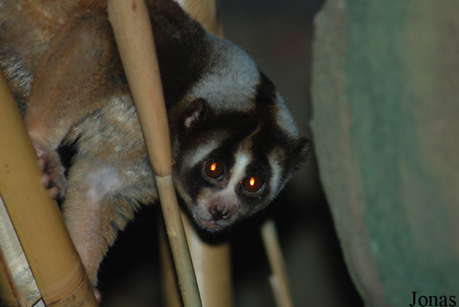 Nycticebus javanicus