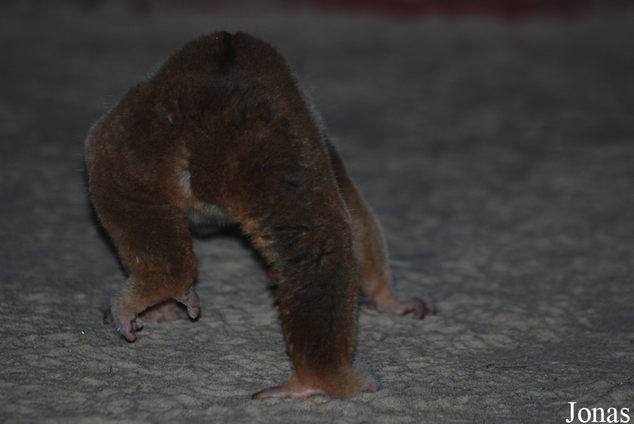 Nycticebus javanicus