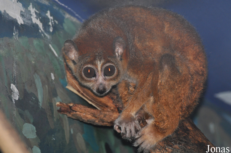 Nycticebus pygmaeus