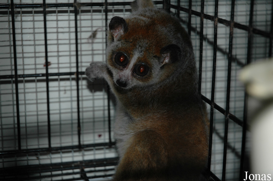 Nycticebus pygmaeus