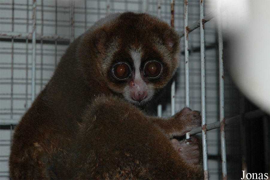 Nycticebus sp.