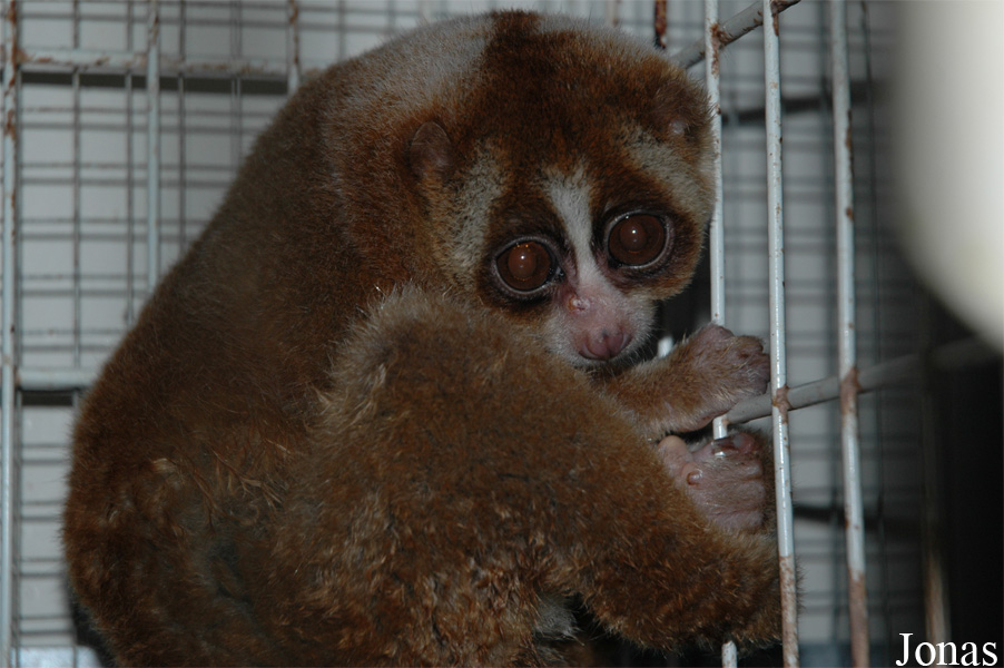 Nycticebus sp.