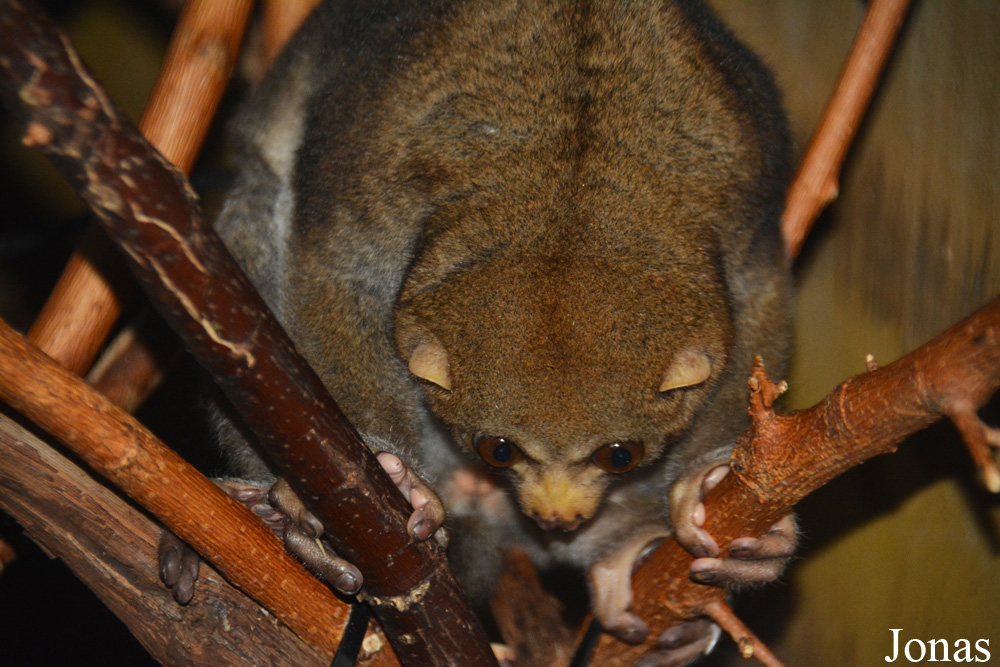 Perodicticus potto