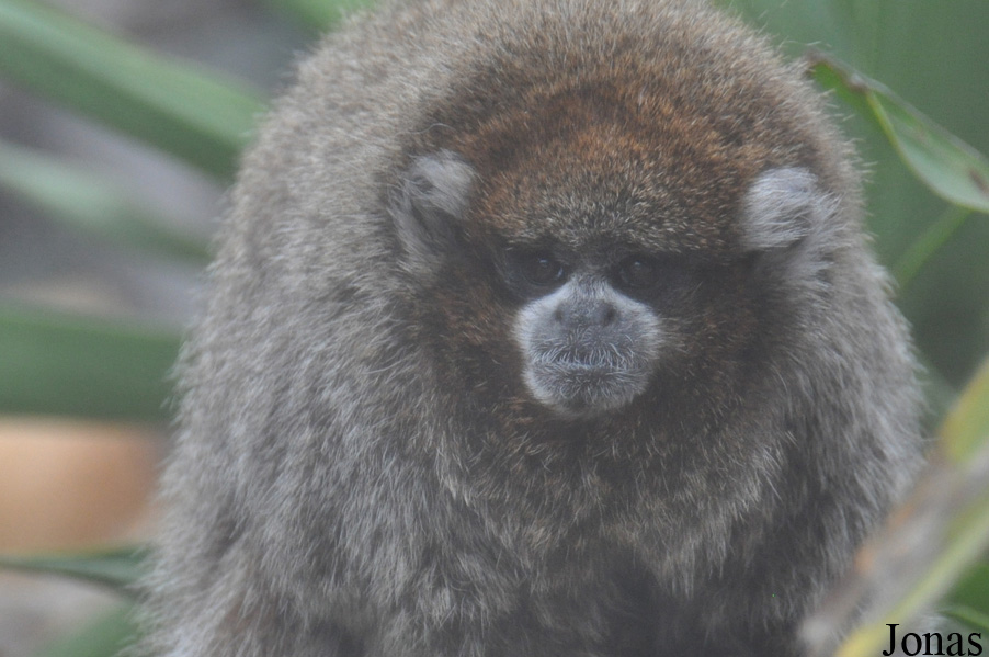 Callicebus donacophilus