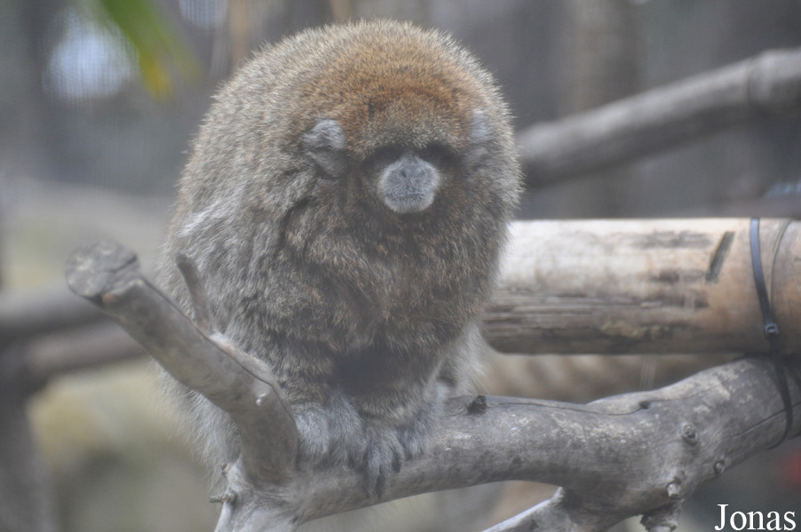 Callicebus donacophilus