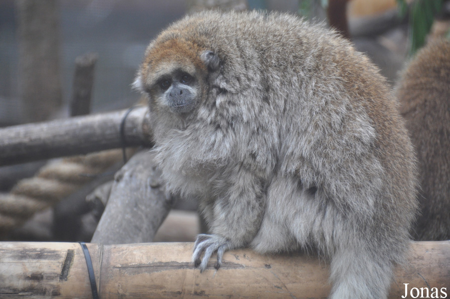 Callicebus donacophilus