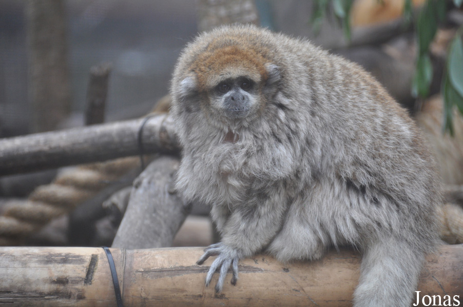Callicebus donacophilus