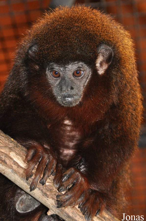 Callicebus moloch