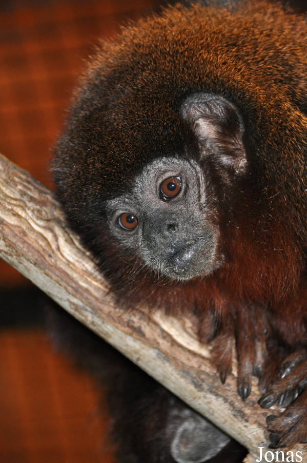 Callicebus moloch