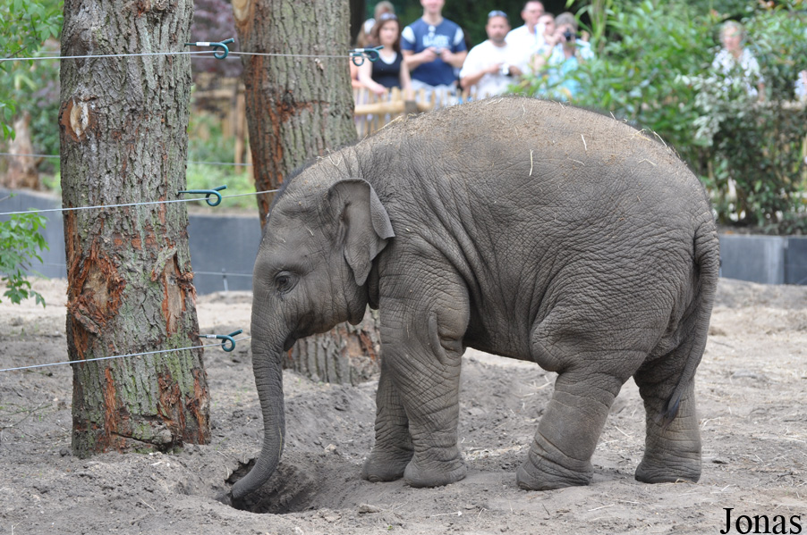 Elephas maximus