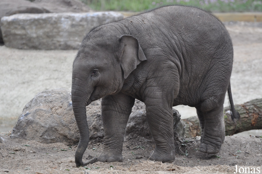 Elephas maximus