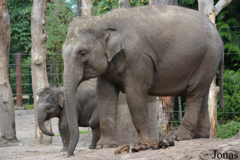 Elephas maximus