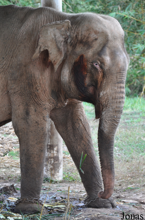 Elephas maximus